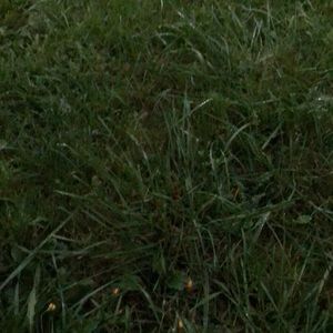 Meet your Posher, Nia